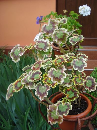 culorile lunii mai (41)