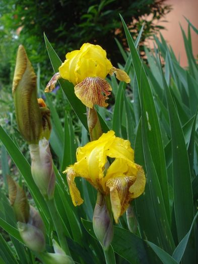 culorile lunii mai (42)