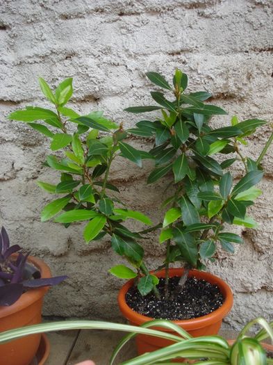 culorile lunii mai (45)