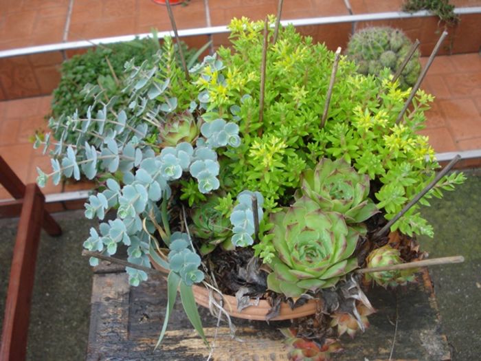 culorile lunii mai (46)