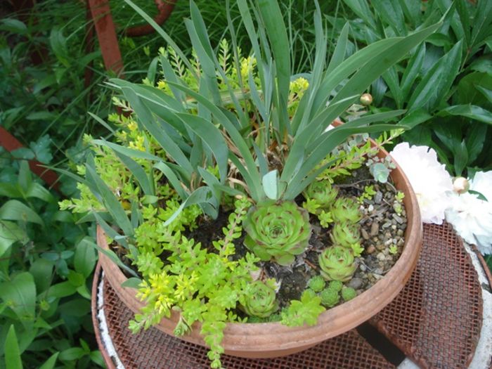 culorile lunii mai (50)