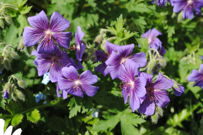 geranium magnificum
