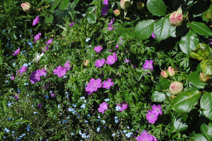 geranium sanguineum Rosa