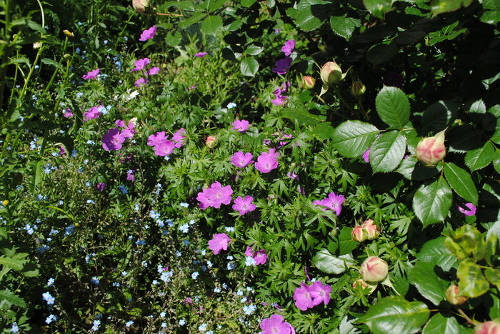 geranium sanguineum Rosa