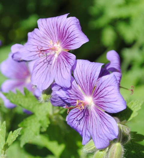 geranium magnificum