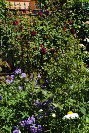 geranium magnificum+Munstead Wood