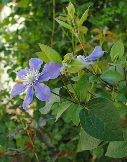 14 mai,clematis Arabella