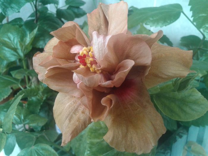 20160514_091950 - Hibiscus Brandon Stratton