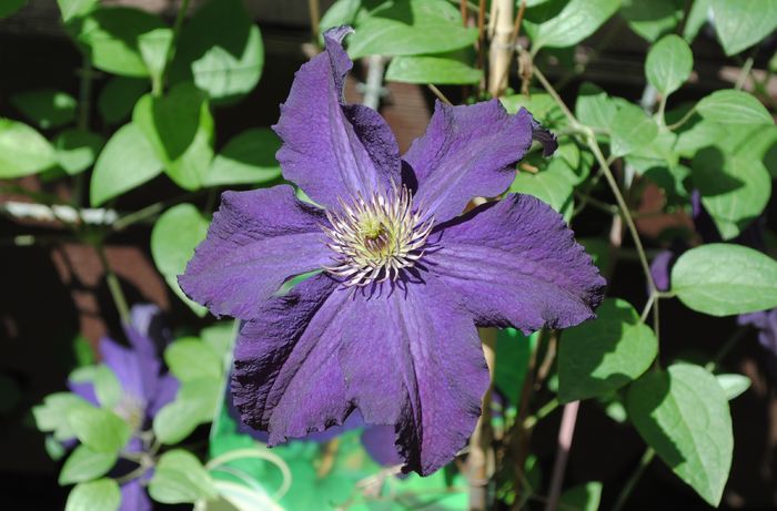 14 mai, clematis Rasputin