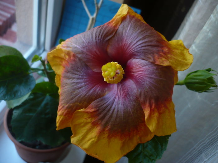 Tahitian Passion Flower