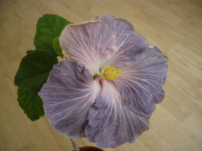 P1260676