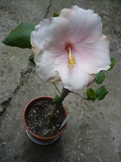 Tahitan Lavender Mirage