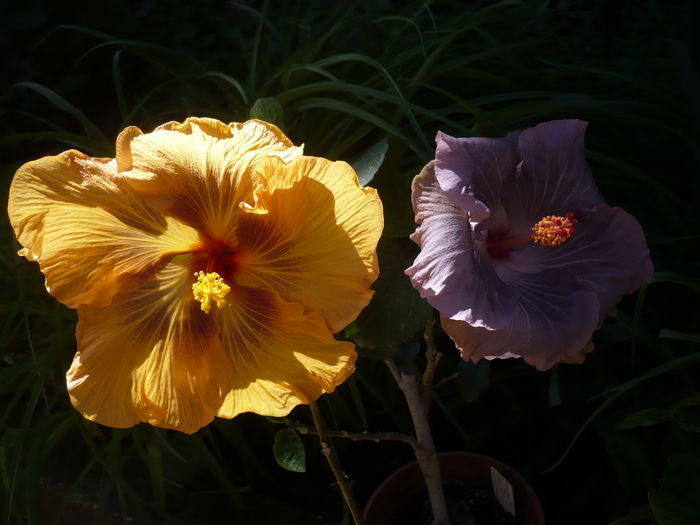 P1260665