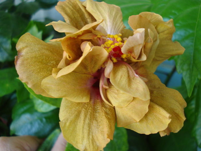 DSC05371 - Hibiscus Brandon Stratton