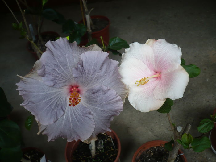 P1260700