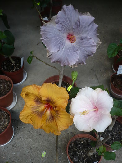 P1260703