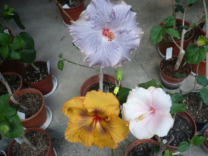 P1260705 - HIBISCUSI 2016-2