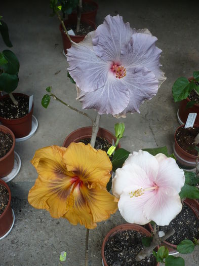 P1260706