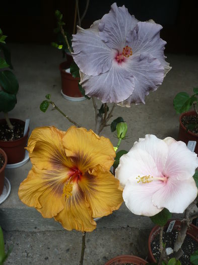 P1260707