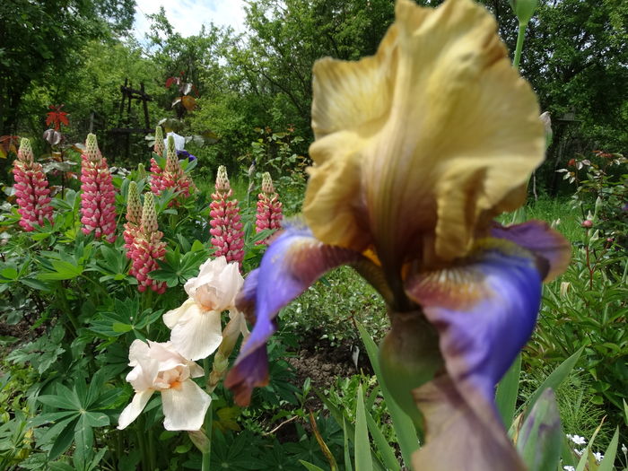 DSC03451 - b-primavara-2016