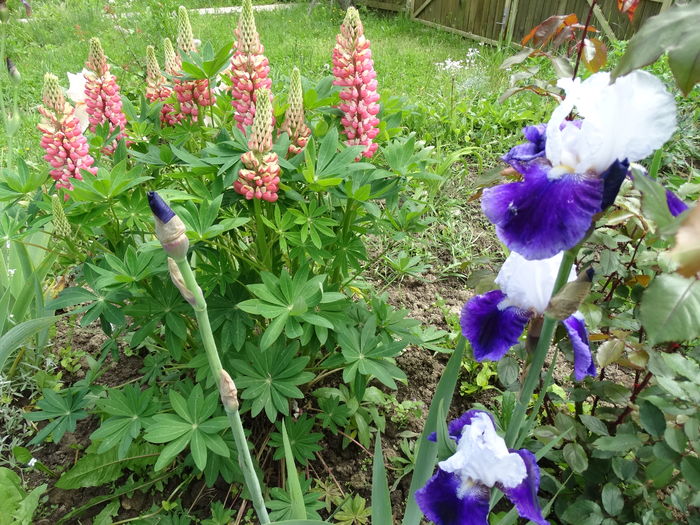 DSC03463 - b-primavara-2016