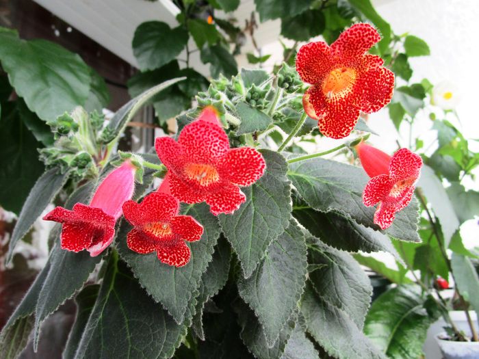 Kohleria Sciadotydea (14-05-2016) - Gesneriaceae 2016