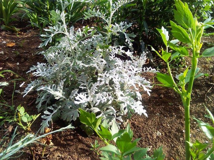 cineraria maritima - flori de gradina