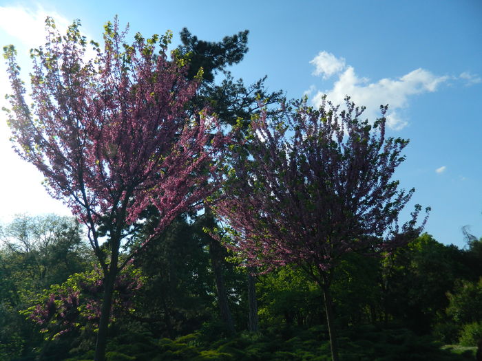 DSCN6181 - 2016 PARCUL BOTANIC TIMISOARA 2