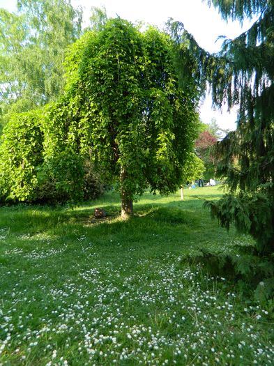 DSCN6188 - 2016 PARCUL BOTANIC TIMISOARA 2