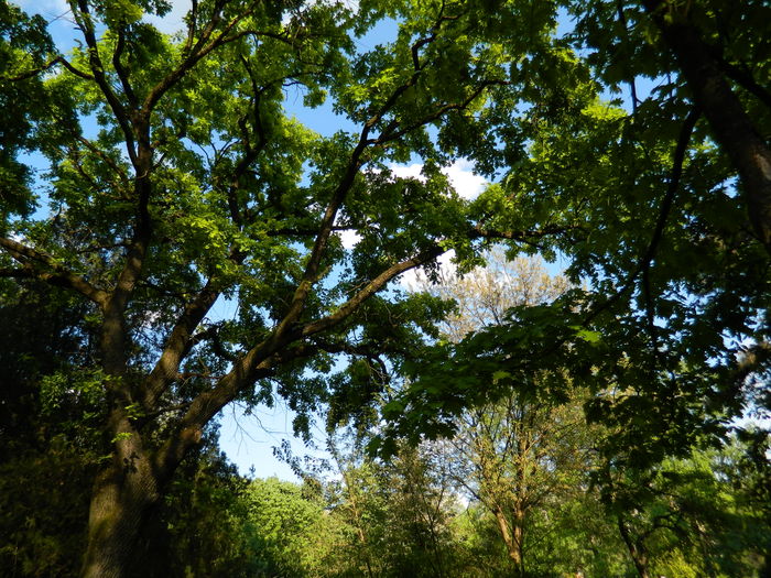 DSCN6193 - 2016 PARCUL BOTANIC TIMISOARA 2