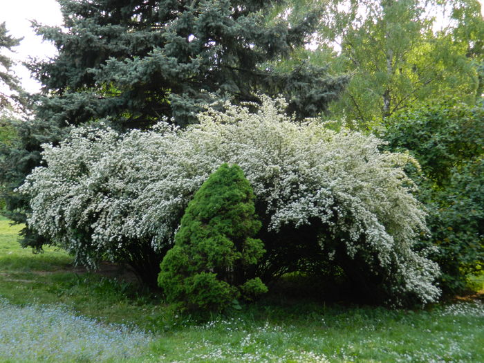 DSCN6206 - 2016 PARCUL BOTANIC TIMISOARA 2