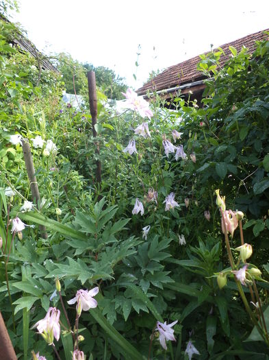 DSC05337 - Mai 2016