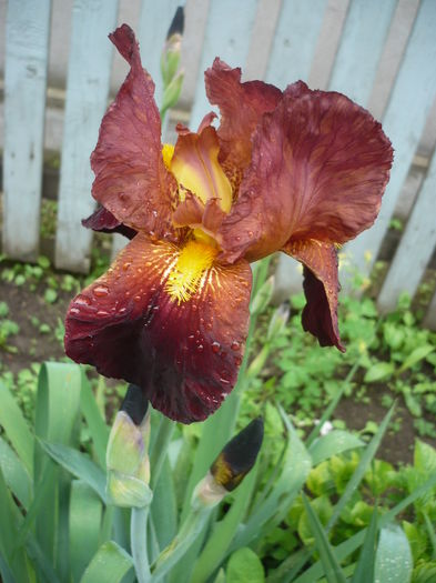 14.05.2016 - GRADINA 2016-1