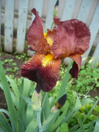 P1260623 - GRADINA 2016-1