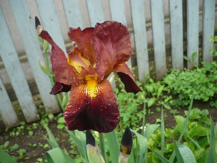 P1260624 - GRADINA 2016-1