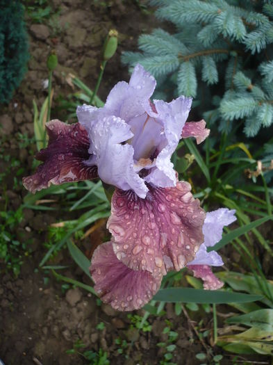 P1260628 - GRADINA 2016-1