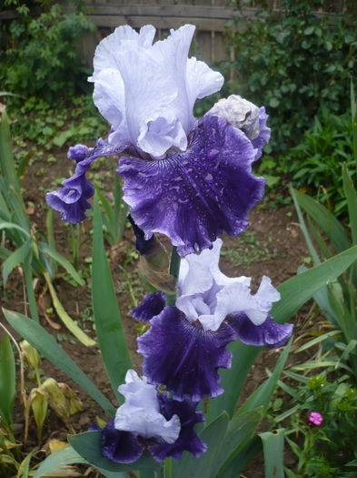 P1260629 - GRADINA 2016-1