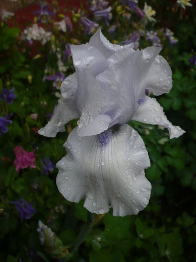 P1260632 - GRADINA 2016-1