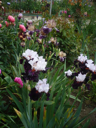 P1260634 - GRADINA 2016-1