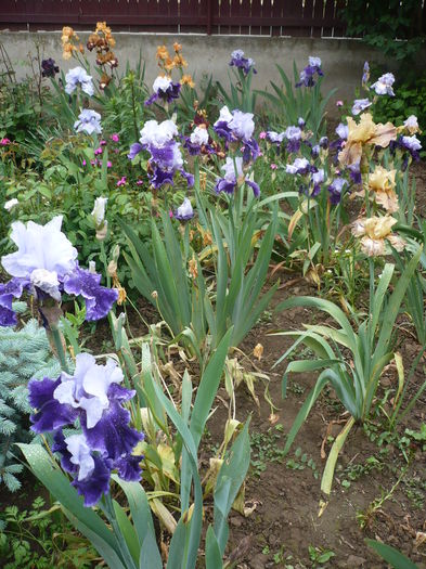 P1260635 - GRADINA 2016-1