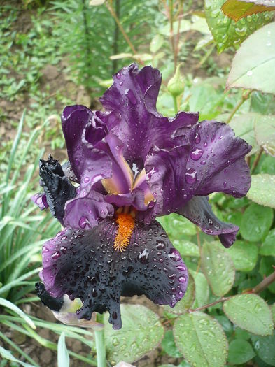 P1260643 - GRADINA 2016-1