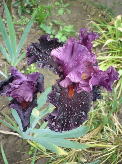 P1260650 - GRADINA 2016-1