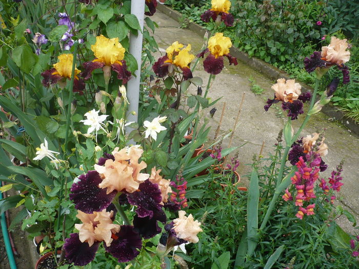 P1260651 - GRADINA 2016-1