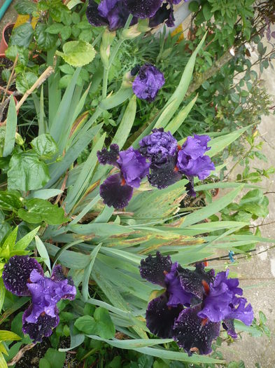 P1260653 - GRADINA 2016-1