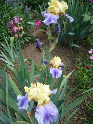 P1260717 - GRADINA 2016-1