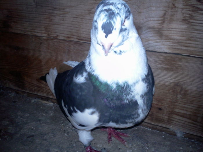 Fotografie0235mascul 2014