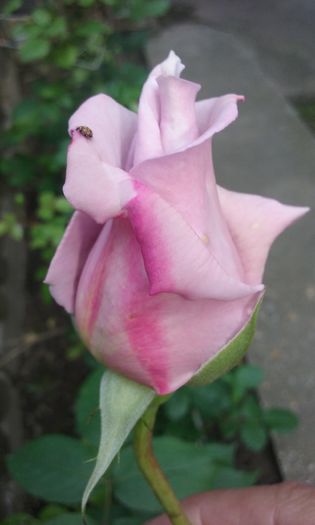 062