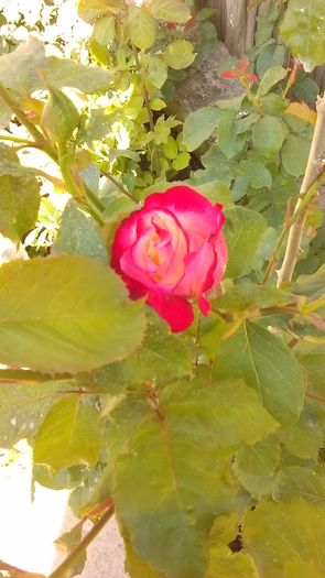 IMAG0476 - Primavara 2014-2018