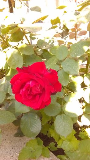 IMAG0475 - Primavara 2014-2018