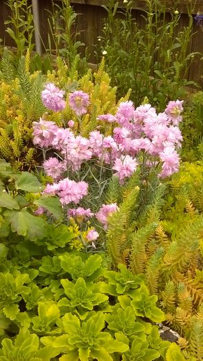 IMAG0461 - Primavara 2014-2018